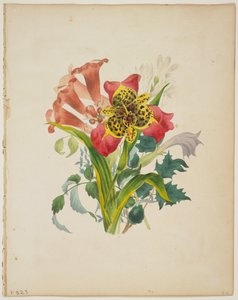 Trumpettiviinikimppu, Floran sanakirjasta, 1838